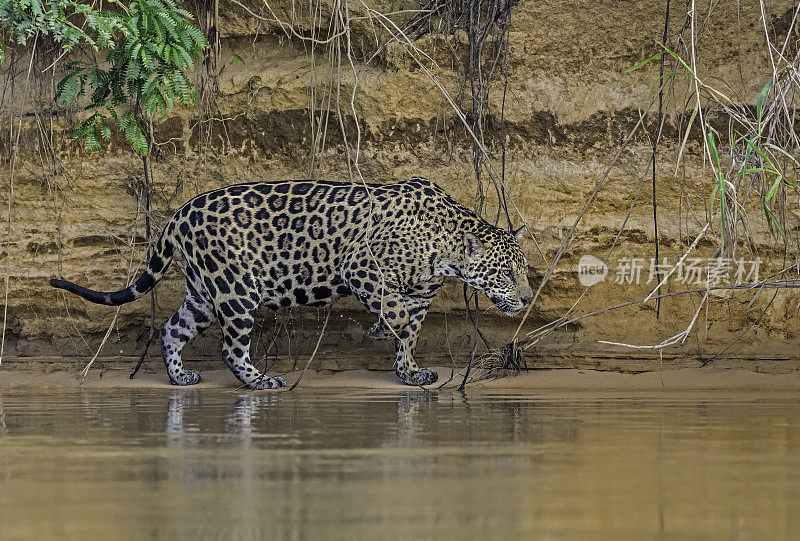 美洲虎(Panthera onca)是一种大型猫科动物，是美洲虎属猫科动物，是美洲唯一现存的美洲虎物种，在巴西潘塔纳尔发现。沿着河边打猎。散步。
